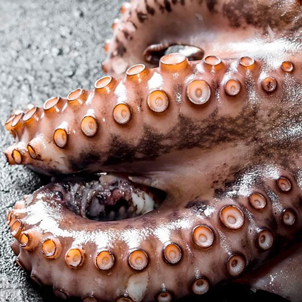 Adirondack-Seafood-Fish-Market-Octopus